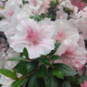 Meet your Posher, Ethan